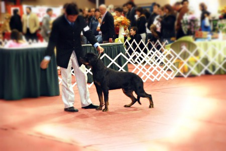 Moira- Gran Campeona Chilena, Argentina, Uruguaya 